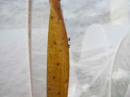 fungus gnats on fly tape