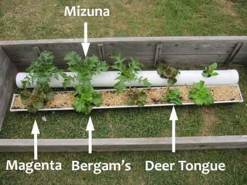 gutter gardening lettuces