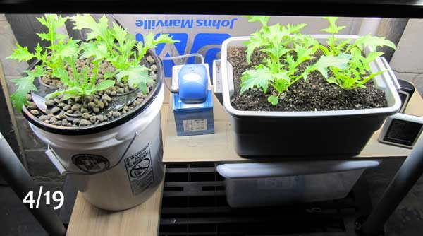 DWC hydroponic lettuce harvest