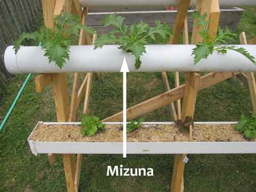 pvc garden with mizuna lettuce