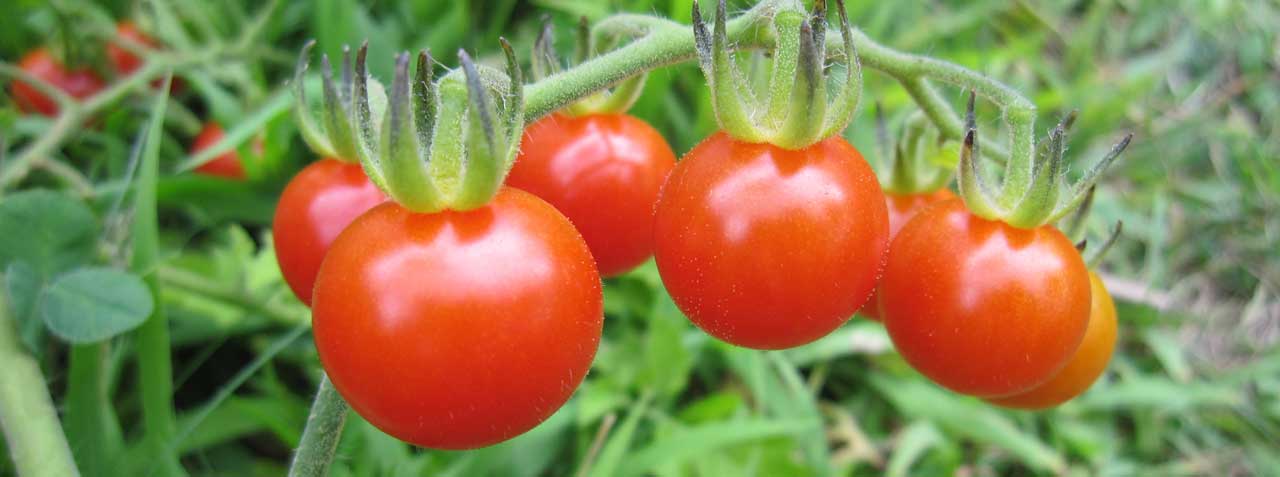Matt's wild cherry tomatoes