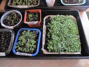 Growing microgreens in the basement