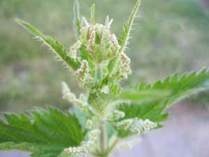 Stinging nettle plant