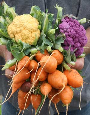 vegetable harvest
