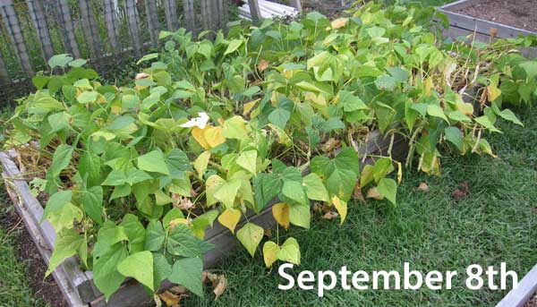 Calypso dried beans in garden raised bed