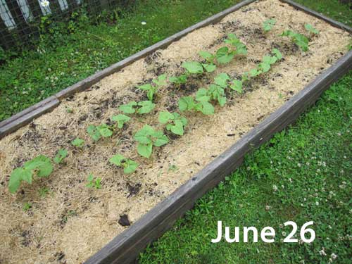 Dry sehelling beans in a raised bed