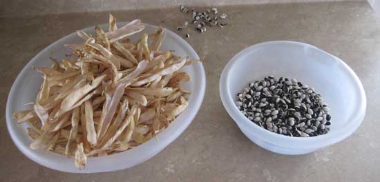 shelled calypso beans