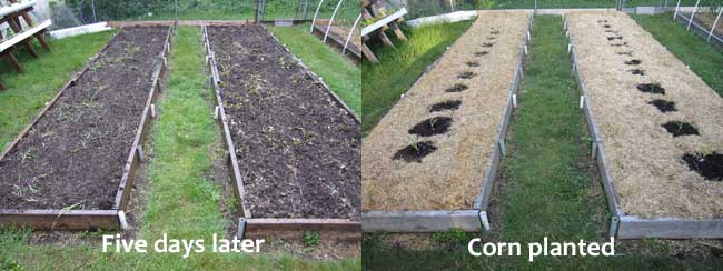 Cover crop for raised beds