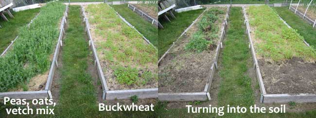 Cover crops in raised beds