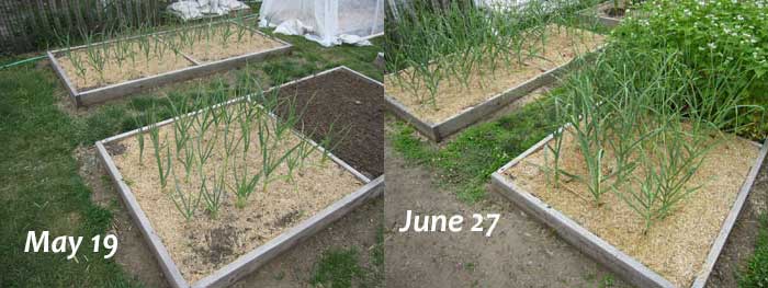 growing garlic