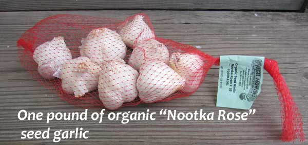 seed garlic Nootka Rose
