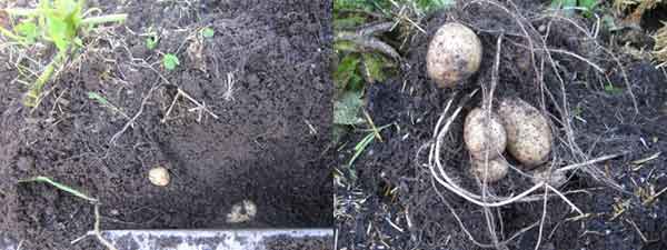 organic potato harvest