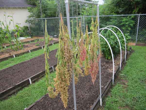 Harvesting quinoa from 
raised beds