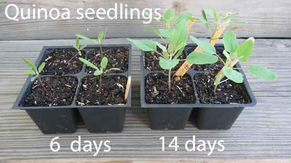 Growing  quinoa seedlings
