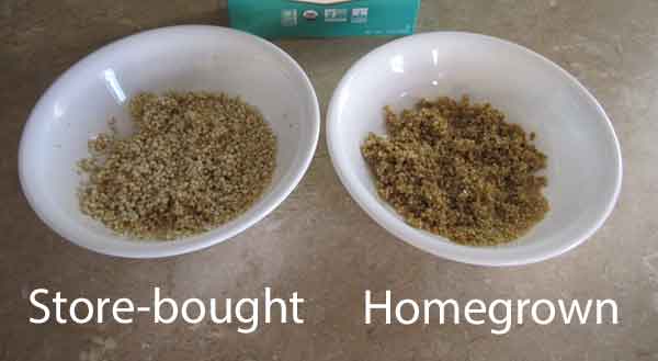 Homegrown quinoa 
vs store bought quinoa