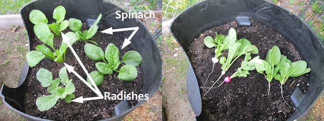 Valentine's Day radishes in container