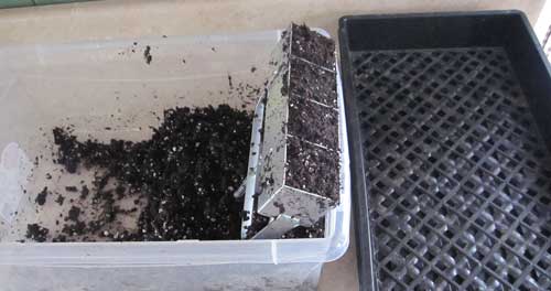 soil blocks filled with potting mix