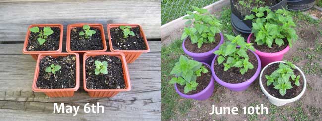 stinging-nettle-plants