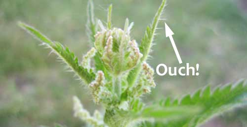 stinging nettle thorns