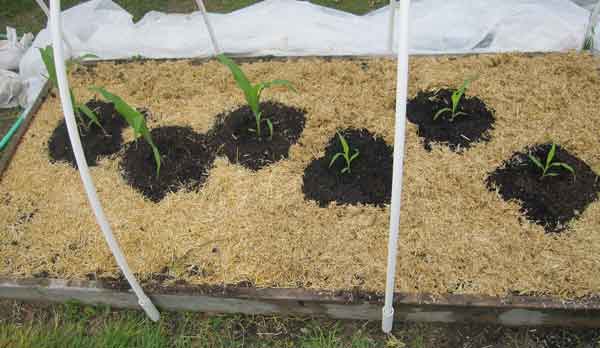 Sweet corn plant spacing