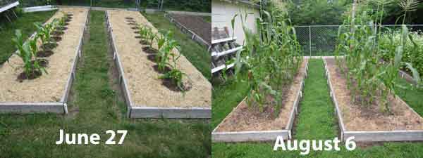 Sweet corn growing  in a raised bed