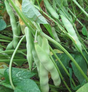 Calypso dried beans