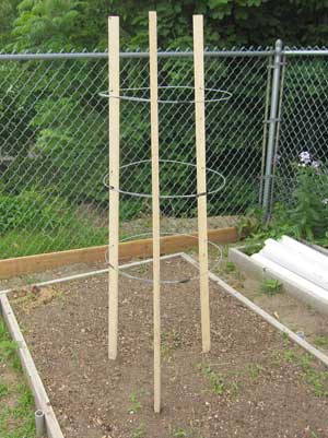 folding tomato cage