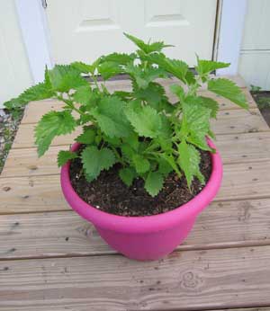 stinging nettle plant